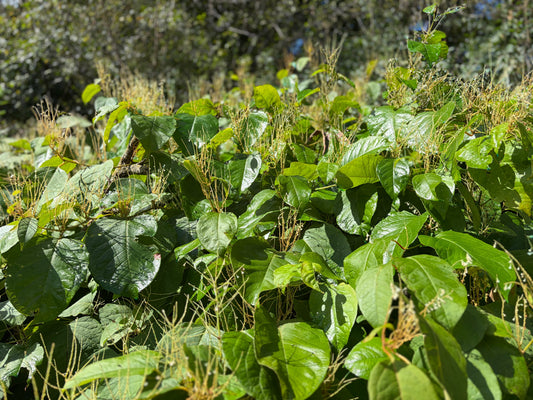 Japanese Knotweed in the Fall: Why Now Is the Time to Make Your Control Plan