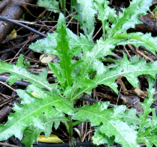 How to Kill Canada Thistle for Good: A Seasonal Approach That Works