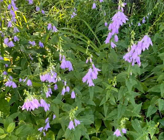 How to Get Rid of Creeping Bellflower