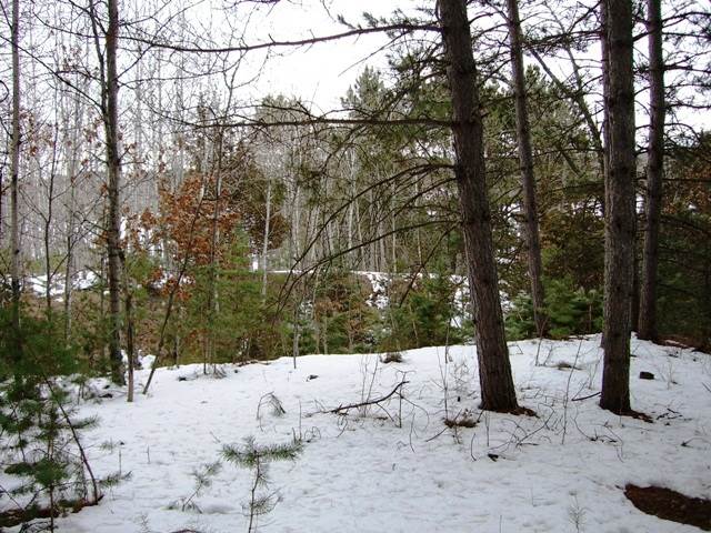 Best Time to Kill Tree that Is Invasive - Winter!