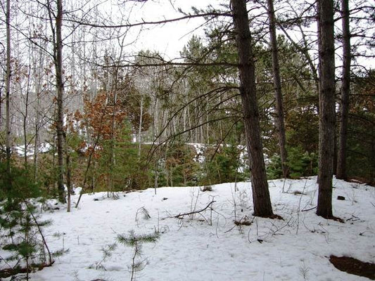 Best Time to Kill Tree that Is Invasive - Winter!
