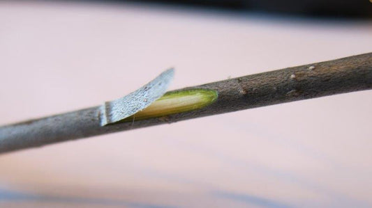 Common buckthorn with inner bark shown