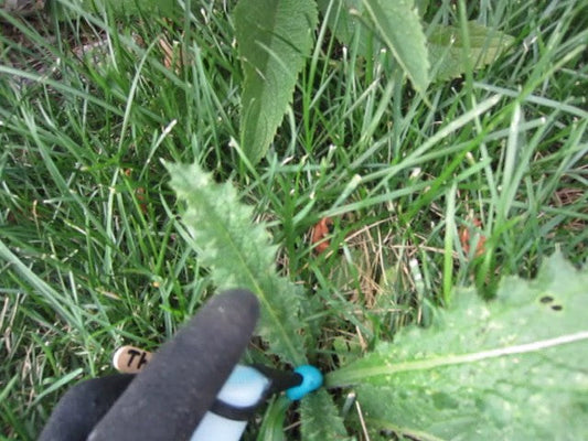 Targeted Weed Killer