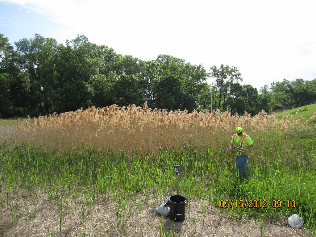 Herbicide Injection into Rhizomes of Non-Native Phragmites (Phragmites australis) to Begin in Late Summer and Fall on Department of Transportation Right-of-Ways