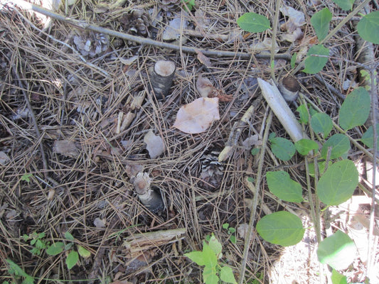 Stump Killer - Use It this Winter and Get a Jump on Spring and Remove Unwanted Trees and Bushes