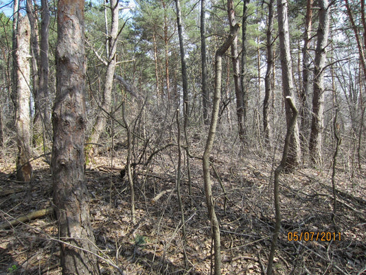 Killing a Weed Tree without Herbicide