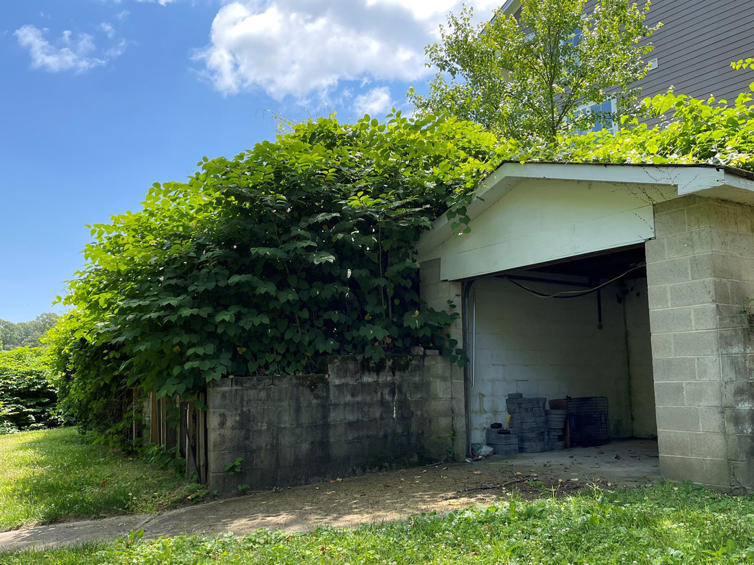 Legal Liability and Invasive Knotweed in the United States - Part 1 of 3