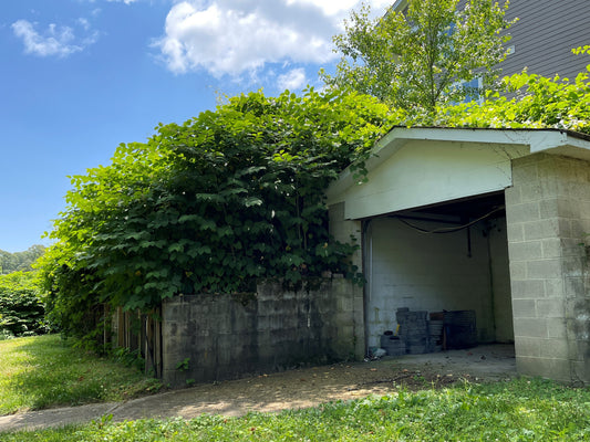 Legal Liability and Invasive Knotweed in the United States - Part 1 of 3