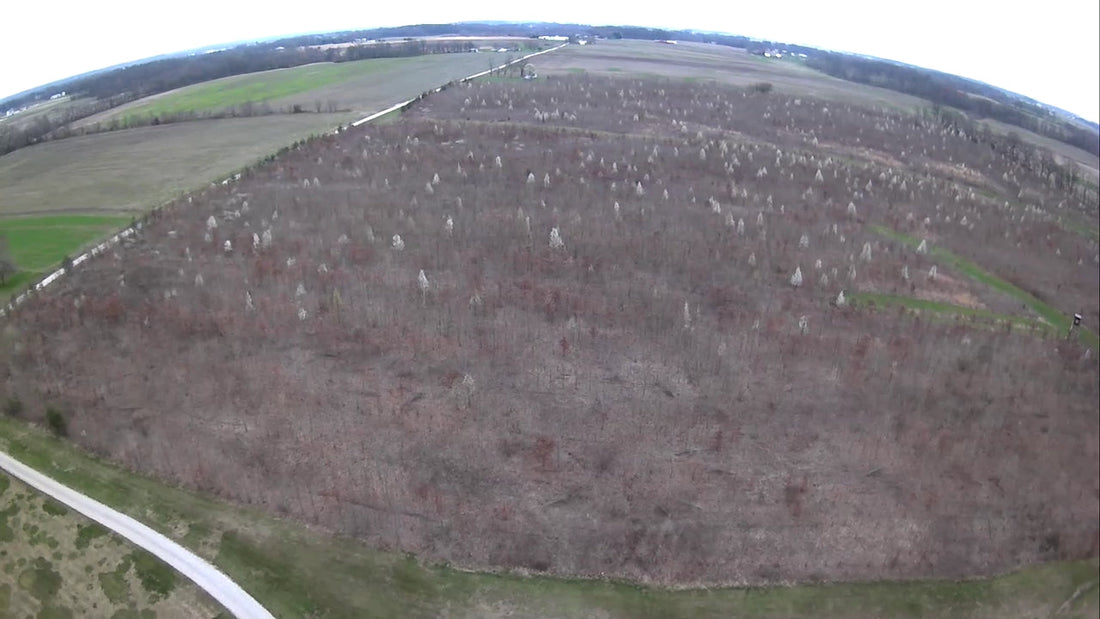 Whatever You Do This Spring, Don’t Plant Bradford Pear Trees!