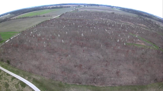 Whatever You Do This Spring, Don’t Plant Bradford Pear Trees!