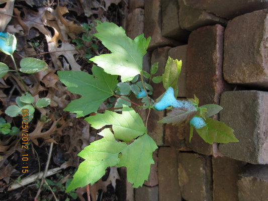Wipe Applications Using Green Shoots Herbicide Foam: Foamed Weed Killer Drips Less, Sticks to Leaves, Makes Cleanup Easy, and Works