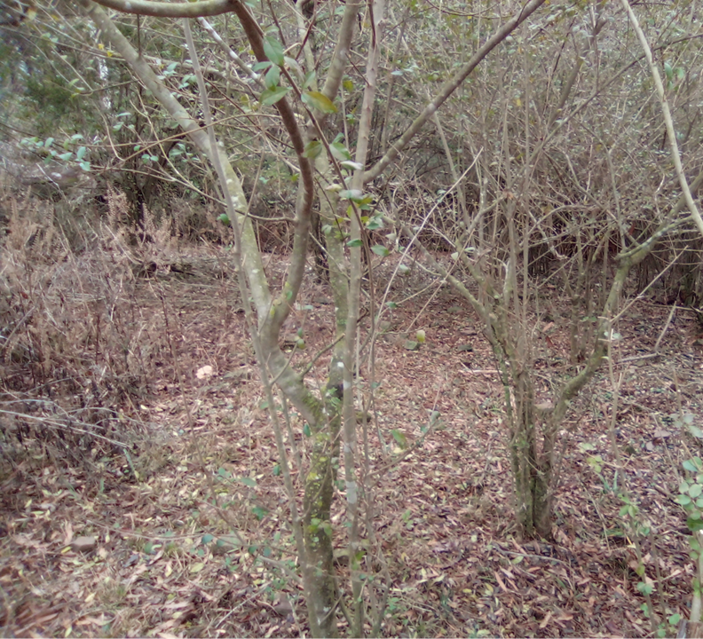 Fighting Chinese Privet and Other Invasive Woody Plants in Arkansas