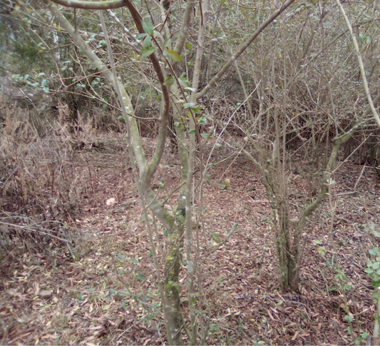 Fighting Chinese Privet and Other Invasive Woody Plants in Arkansas