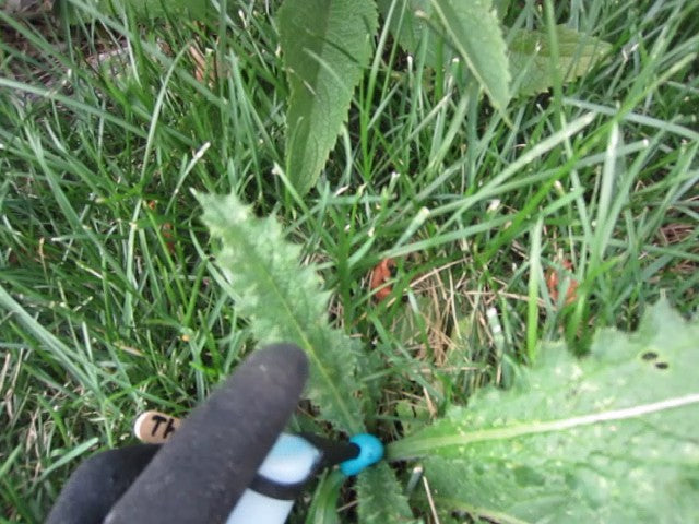 Concentrated Weed Killer Applied Precisely - the Best Way to Kill Tough Weeds
