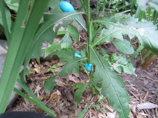 Precision Wipe Application of Foam Herbicide to Control Invasive Canada Thistle