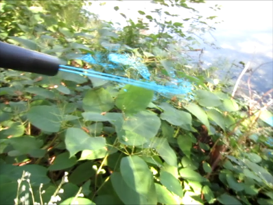 Best time to kill many perennial weeds and invasive plants with weed killer? Late Summer and Autumn!