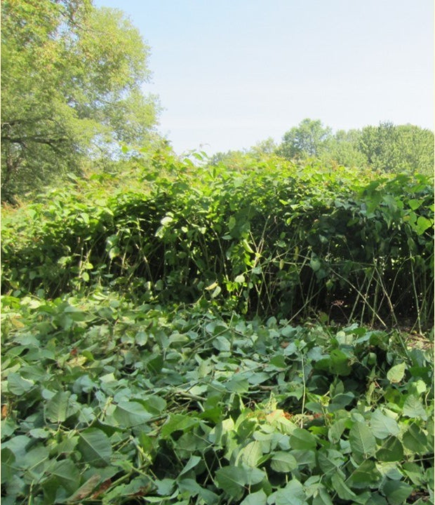 How to Control a Large Stand of Invasive Knotweed