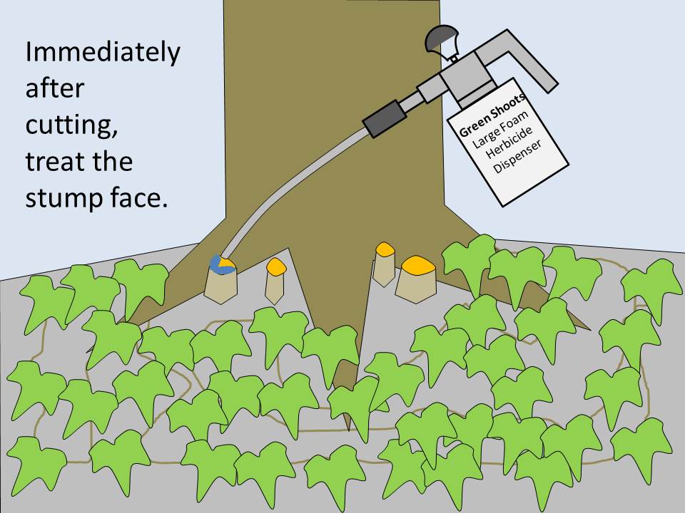 How to kill Invasive English Ivy Vines