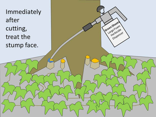 How to kill Invasive English Ivy Vines