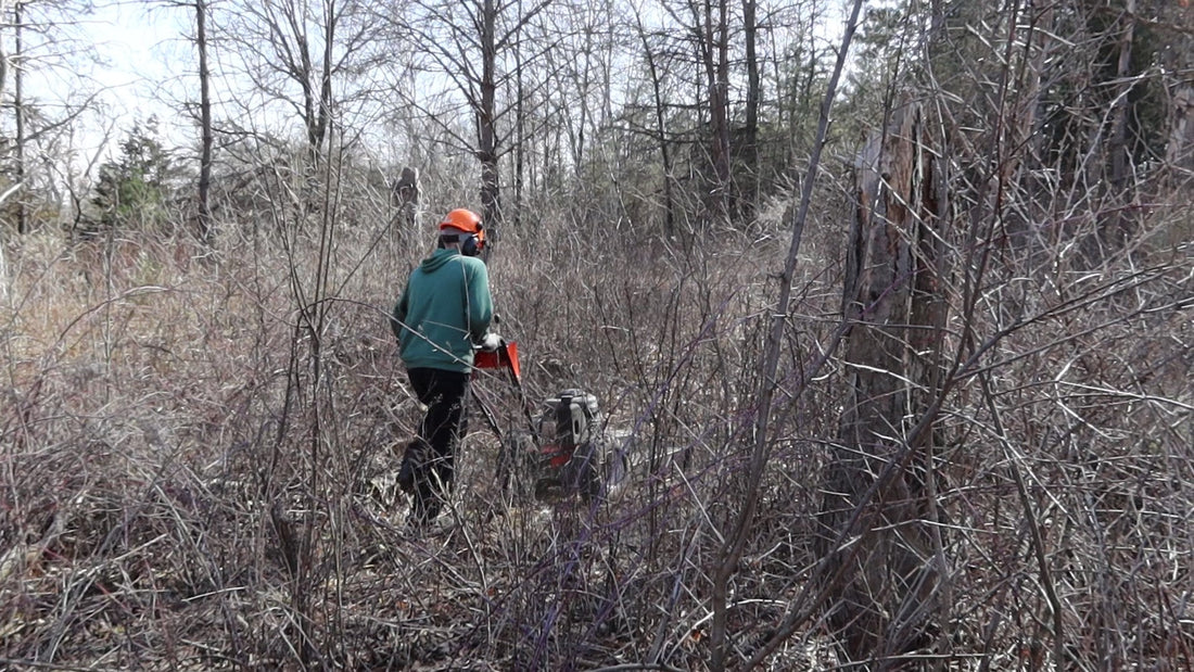Prairie Restoration in Oak Savanna