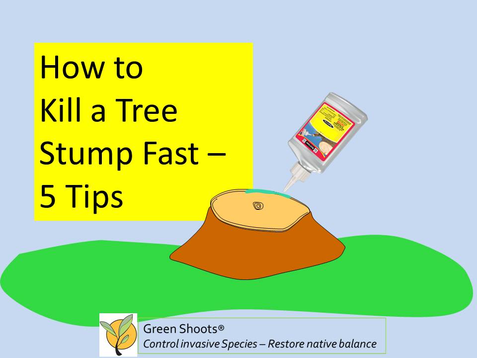 How to Kill a Tree Stump Fast - New Product and Video – Green Shoots Online