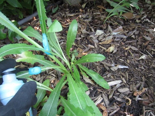 Treating Tall Weeds with Weed Killer - Foam Herbicide for Foliar Applications to Avoid Drip, Drift, and Off-Target Spray