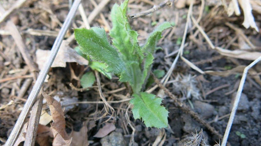 Best Time to Kill Thistles such as Non-Native Canada Thistle?  Spring and Fall!