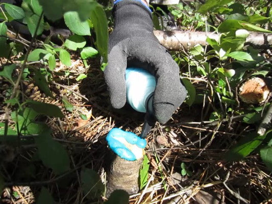 Killing Invasive Vines such as Kudzu, Oriental Bittersweet, Mile-a-Minute