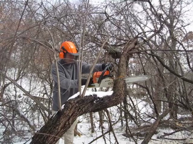 Killing a Big Buckthorn (rhamnus cathartica), a Highly Invasive Tree Using the Foam Herbicide Dispenser from Green Shoots
