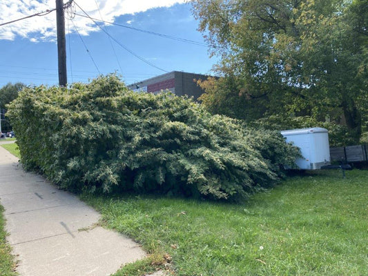 Invasive Knotweed – New Products and Resources from Green Shoots