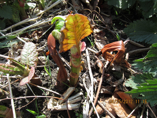 Follow-Up on Rhizome Injection for Knotweed - Evidence of Control from Winter Application of Herbicide