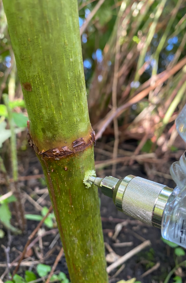 Green Shoots stem injector delivering treatment into a knotweed stem