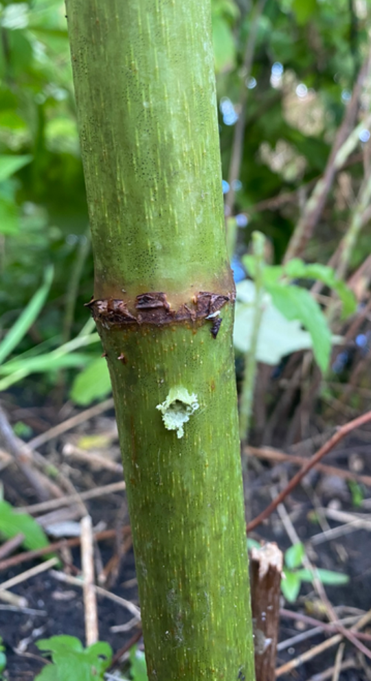Hole in knotweed stem created by hand twist drill