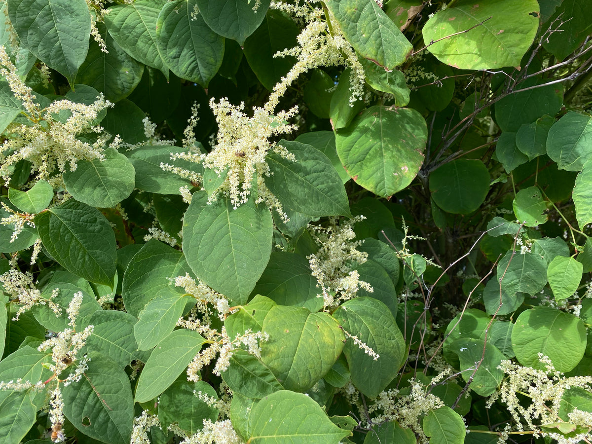 Knotweed leaves
