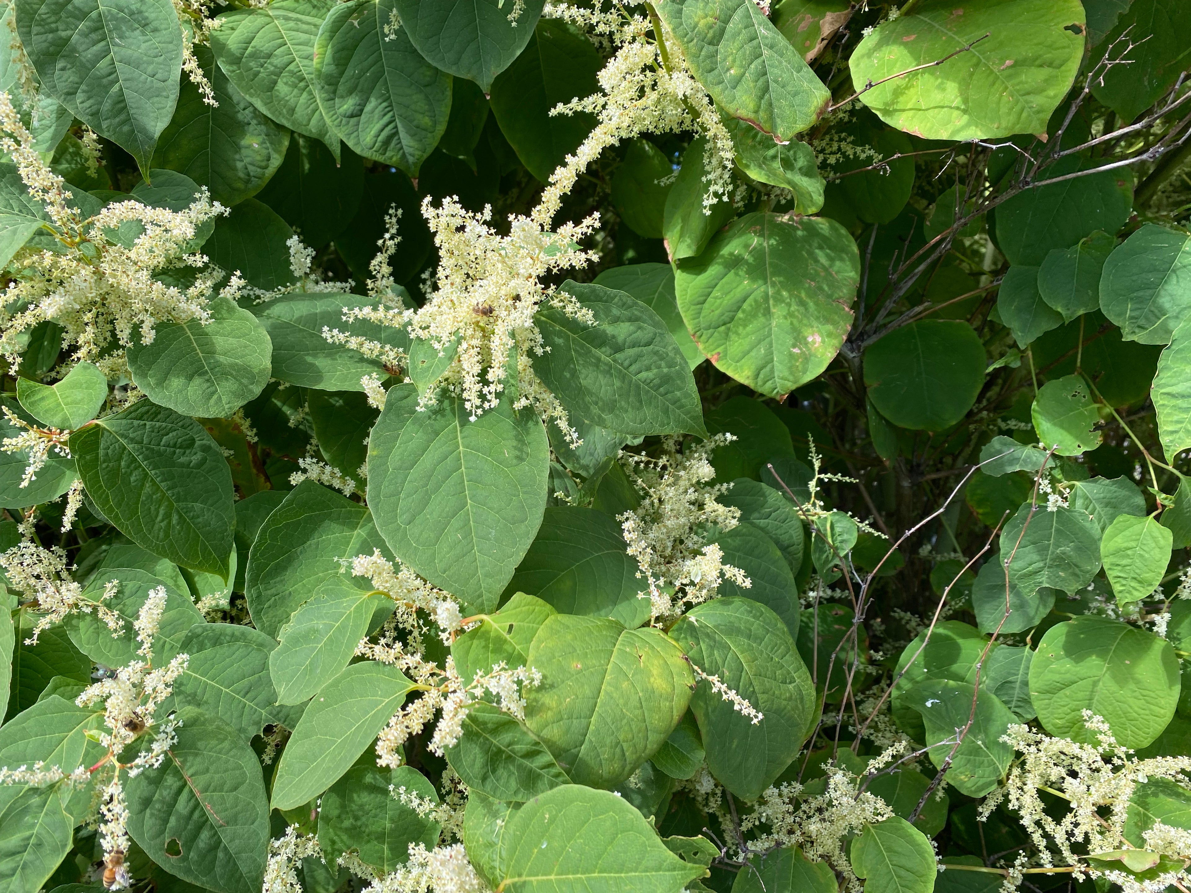 Knotweed leaves