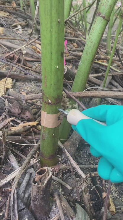 Hand Twist Drill with Carbide Tip for Knotweed