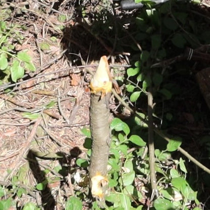 Stake Pointing Tool